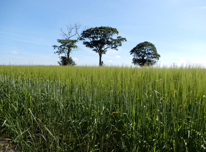 Three Amigos by CA Strange